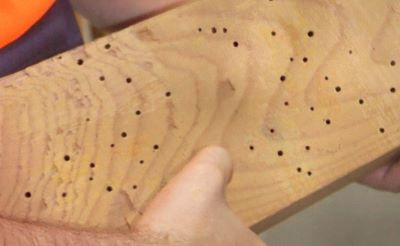 Furniture beetle holes