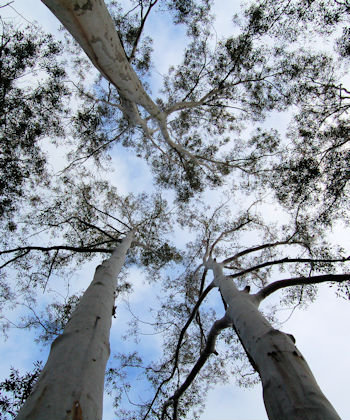 Sydney blue gum (E. saligna)