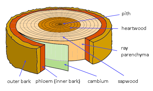 Diagram of cross section