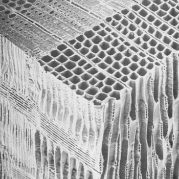 Magnified section of oregon (Douglas fir)