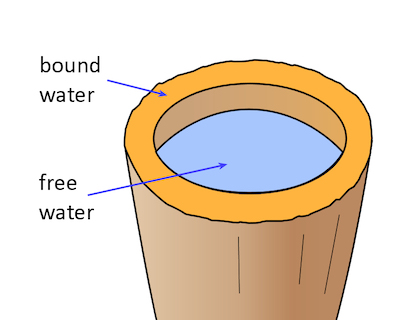 Cross section through a wood cell