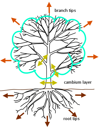 Directions of growth