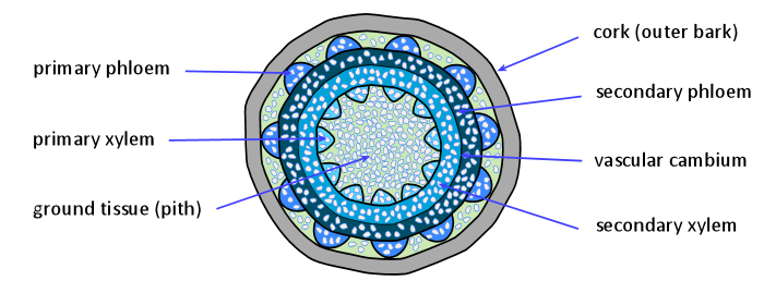 Secondary growth in a woody stem (shown in cross section)