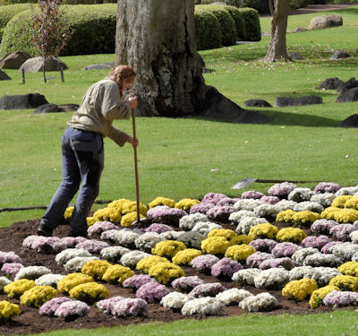 Flowering annuals in a public park