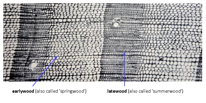 Close up view of growth rings in eastern white pine (Pinus strobus)