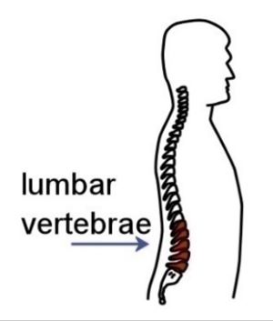 Lumbar vertebrae
