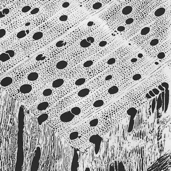 Magnified view of hardwood cells