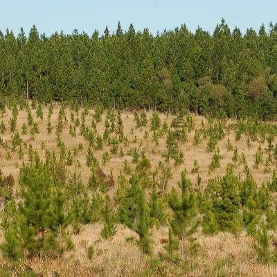 Engineered wood products