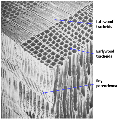 Magnified view of xylem tissue in a Douglas fir (oregon) tree
