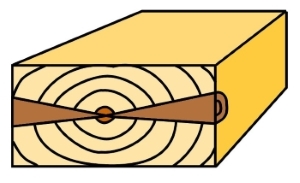 Two knots coming from the pith