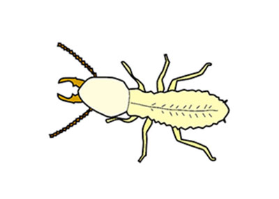 Termite