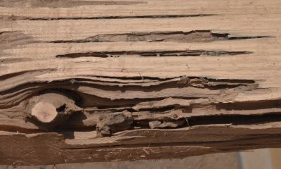 Termite runways