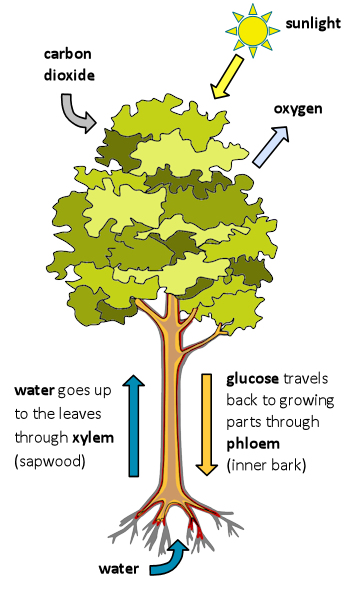 Carbon cycle