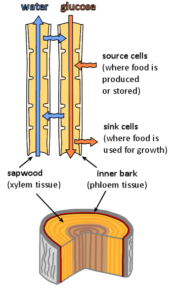 Cross section of a tree