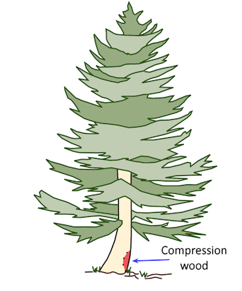 Compression wood in a softwood tree